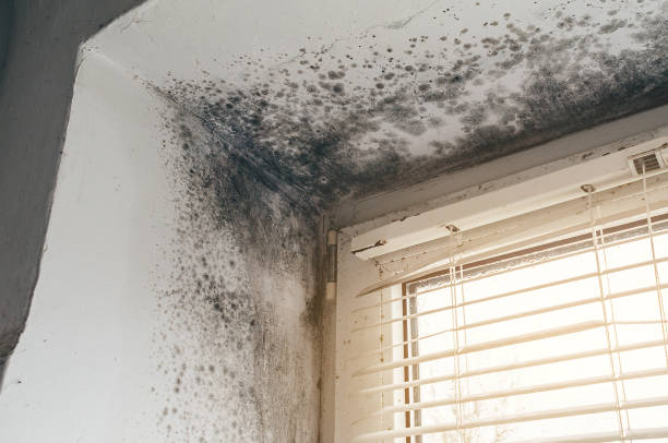 Affordable Mold Remediation solutions in Peapack, NJ